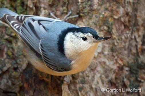 White-breasted Nuthatch_52065.jpg - Photographed at Ottawa, Ontario - the capital of Canada.